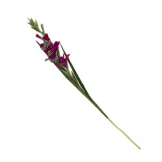 Courtly Check Gladiolus – Fuschia