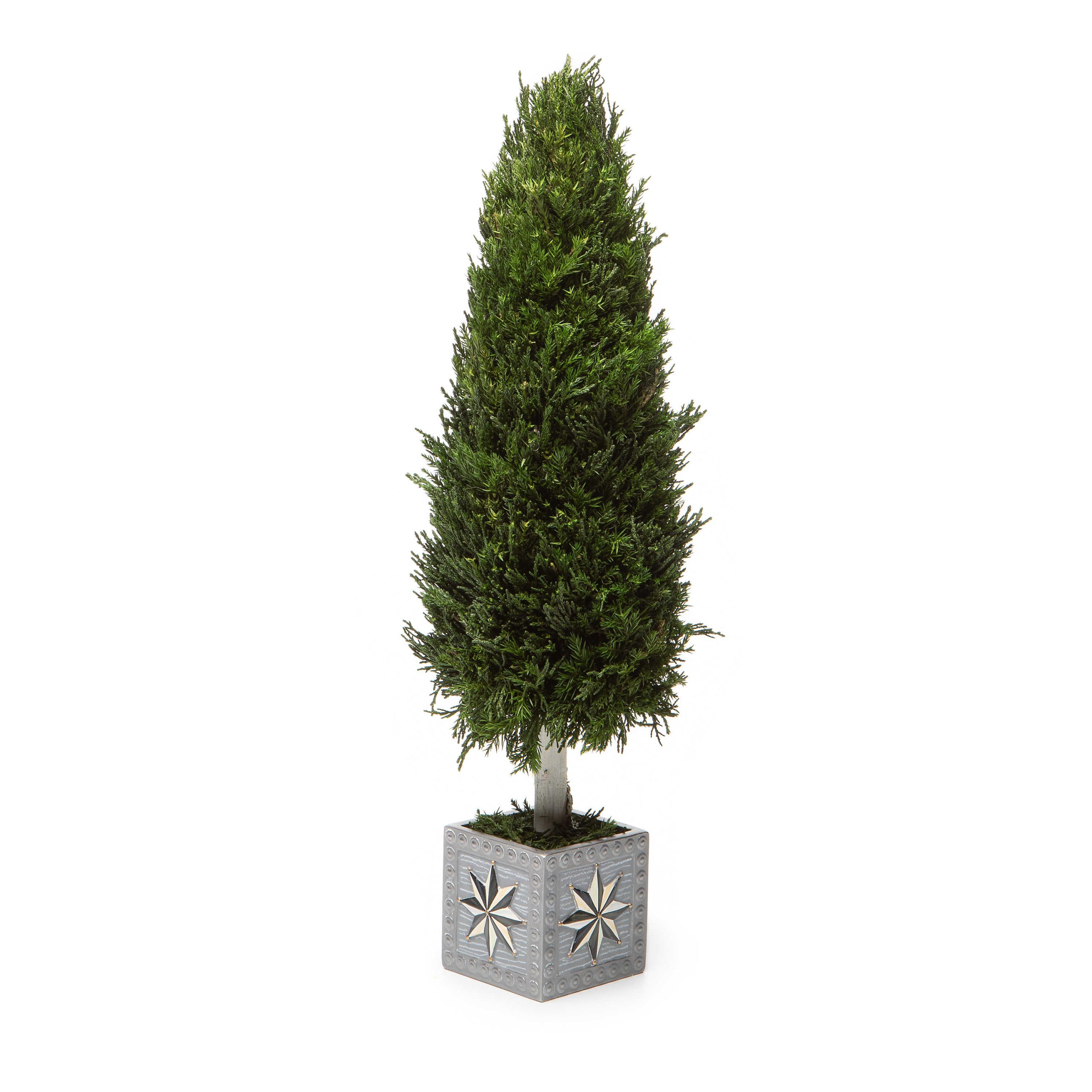 Farmhouse Cypress Tree – Medium