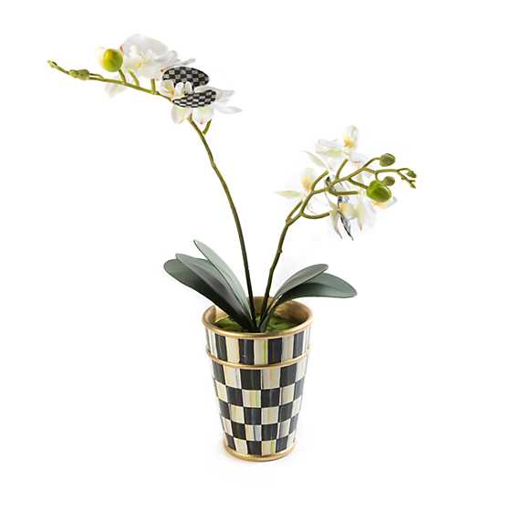 Potted Orchid